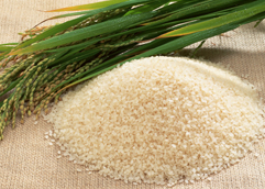 特別栽培米小国産コシヒカリ